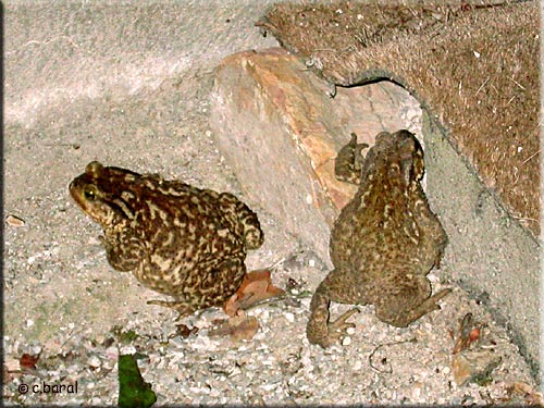 Crapaud, Bufo calamita