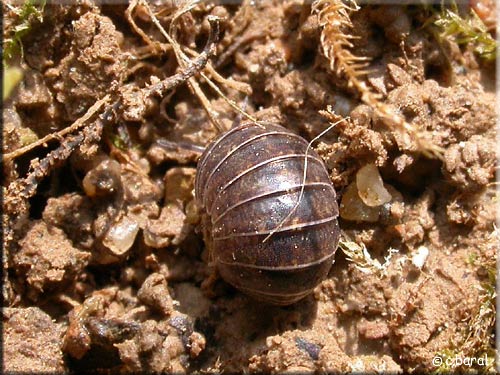Oniscus asellus, Cloporte