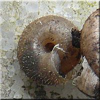 Coquille poilue de Trichia (Trochulus)