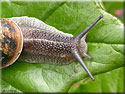 Escargot Petit-Gris, Helix aspersa