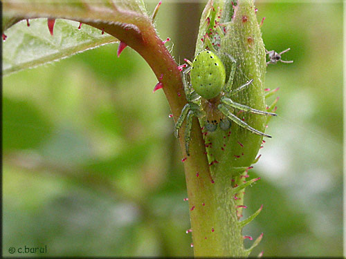 Araniella cucurbitina mâle