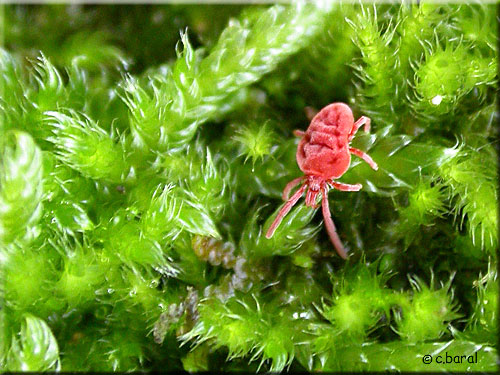 Araignée rouge, Trombidium