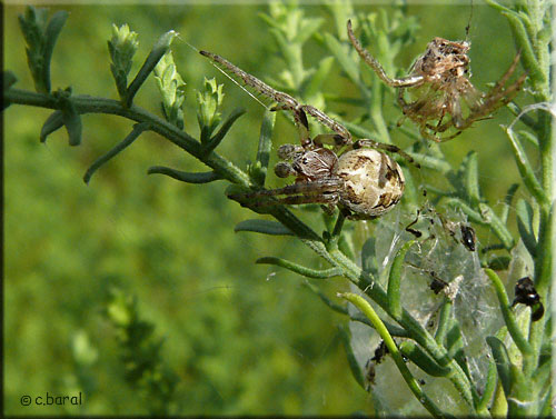 Larinioides cornutus mâle, Epeire des roseaux