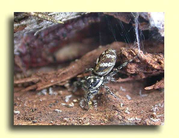 Salticus scenicus, Araignée zèbre