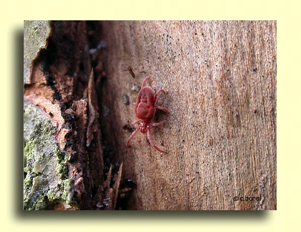 Trombidium, Araignée rouge