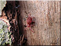 Araignée rouge, Trombidium