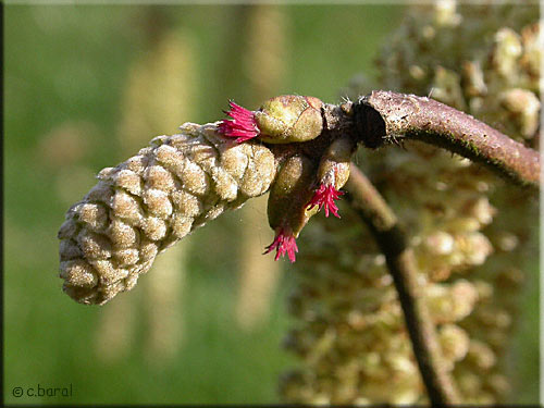 Fleur femelle de Corylus avellana