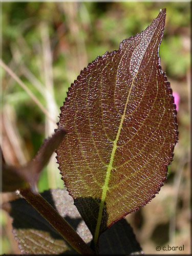  Weigela florida 'Victoria' (feuilles)