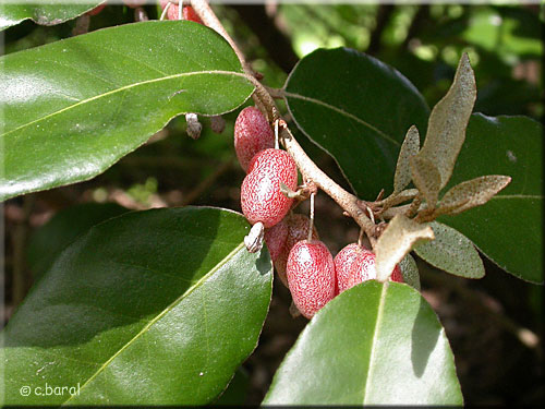 Fruits du Chalef piquant, Elaeagnus ebbingei