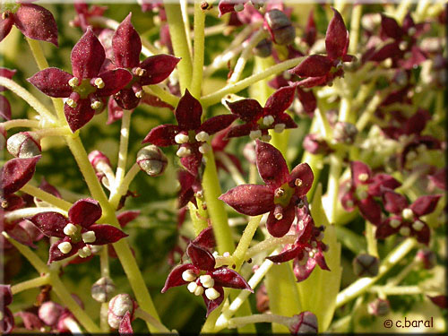 Aucuba japonica 'Crotonifolia' (fleurs)