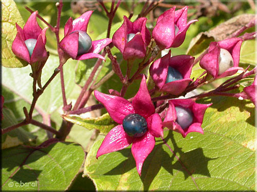 Fruits Clerodendrum trichotonum, fruits