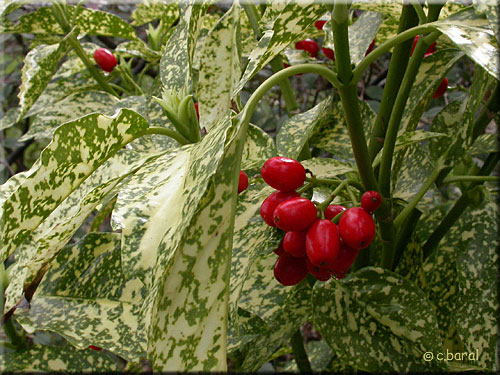 Aucuba japonica 'Crotonifolia', Aucuba  feuilles de Croton