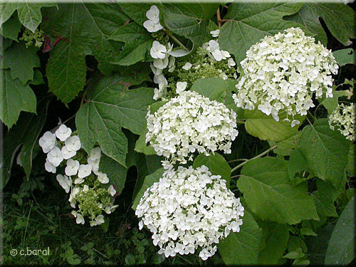 Hortensia 'Annabelle' et H. quercifolia