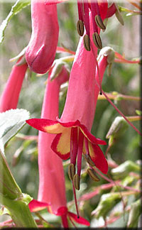 Fuchsia du Cap, Phygelius capensis