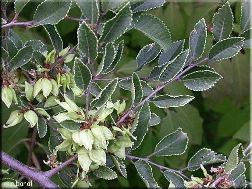 Ulmus parvifolia Geisha, feuilles