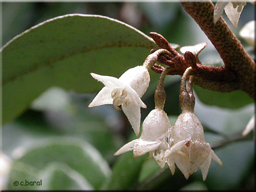 Chalef piquant, Elaeagnus ebbingei (fleurs)
