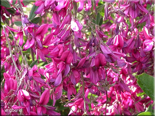 Fleurs du Lespedeza thunbergii