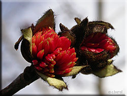 Fleurs de Parrotia persica
