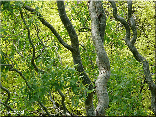 Saule tortueux, Salix matsudana 'Tortuosa'