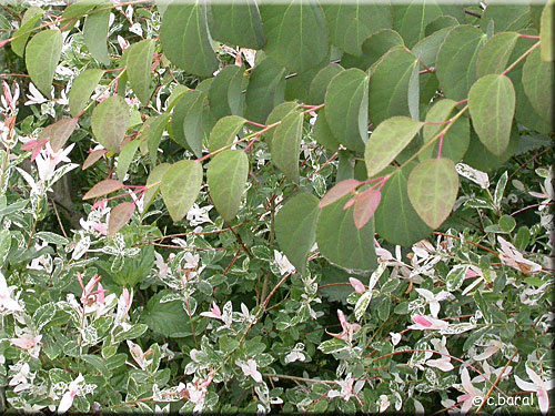 Feuillage panaché du Salix integra 'Hakuro Nishiki'