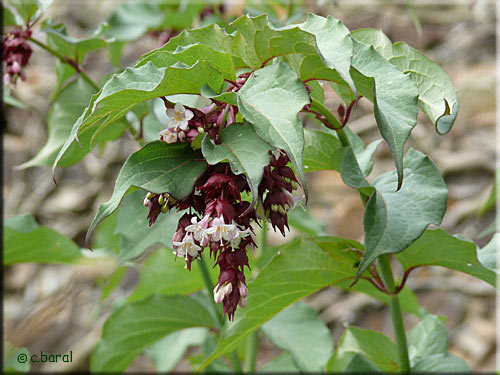 Leycesteria formosa, fleurs