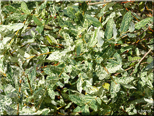Saule crevette, Salix integra 'Hakuro Nishiki'