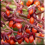 Fruits du Fusain ailé, Euonymus alatus