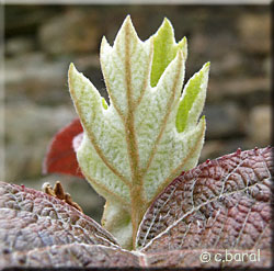 Jeune pousse d'Hydrangea quercifolia