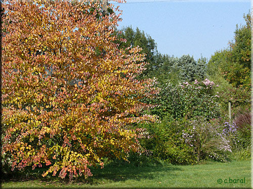Arbre  caramel, Cercidiphyllum, en automne