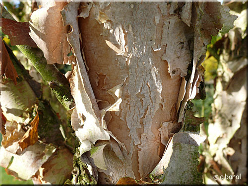 Betula nigra, écorce