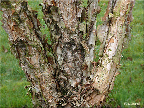 Bouleau noir, Betula nigra