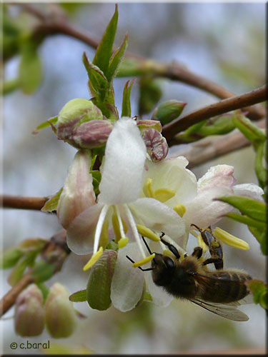 Chèvrefeuille d'hiver, Lonicera purpusii (fleurs)