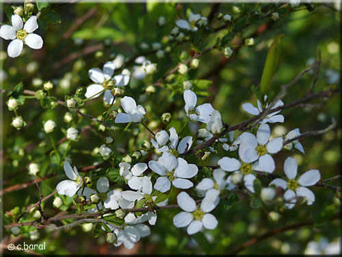Fleurs de Spirée de Thunberg, Spiraea thunbergii