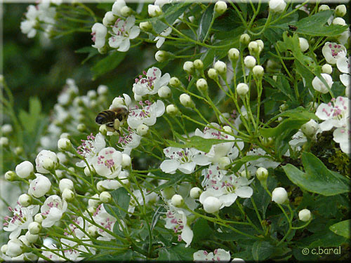 La floraison de l'Aubépine attire les abeilles