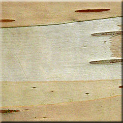 Betula papyrifera, écorce