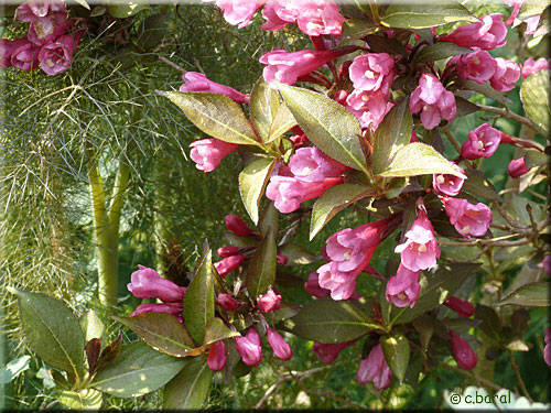  Weigela florida 'Victoria' (fleurs)
