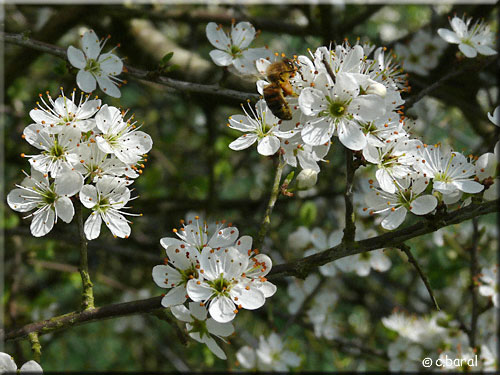 Fleurs de Prunellier, Prunus spinosa