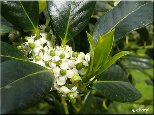 Fleurs femelles de l'Ilex aquifolium 'J.C. van Tol'