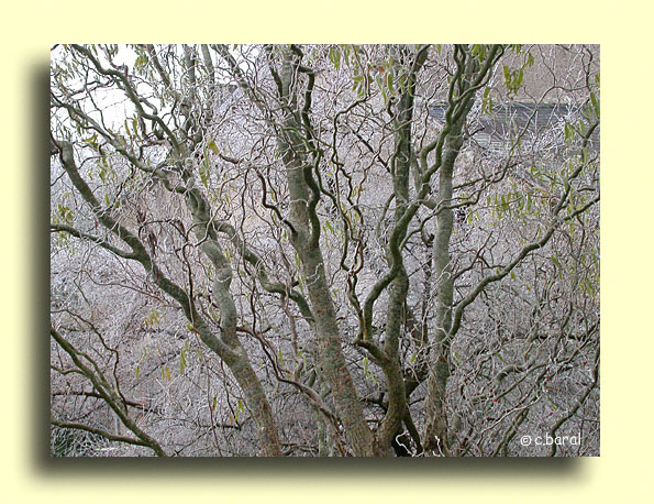 Salix matsudana 'Tortuosa', Saule tortueux