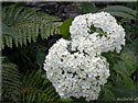 Hydrangea arborescens 'Annabelle'