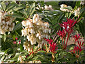 Pieris 'Forest Flame', Andromède