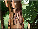 Acer griseum, Erable cannelle