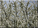 Prunellier, Prunus spinosa