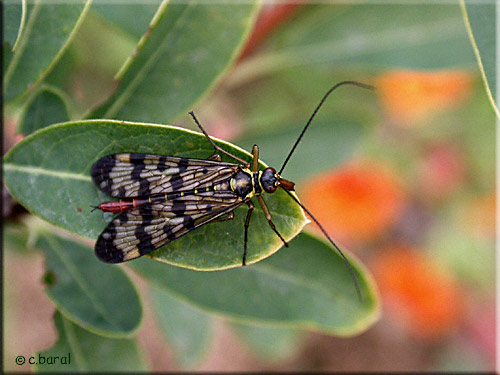 Panorpa vulgaris femelle, Mouche-scorpion, 