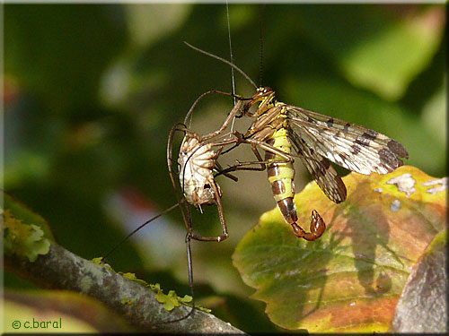 Panorpa vulgaris mâle, Mouche-scorpion