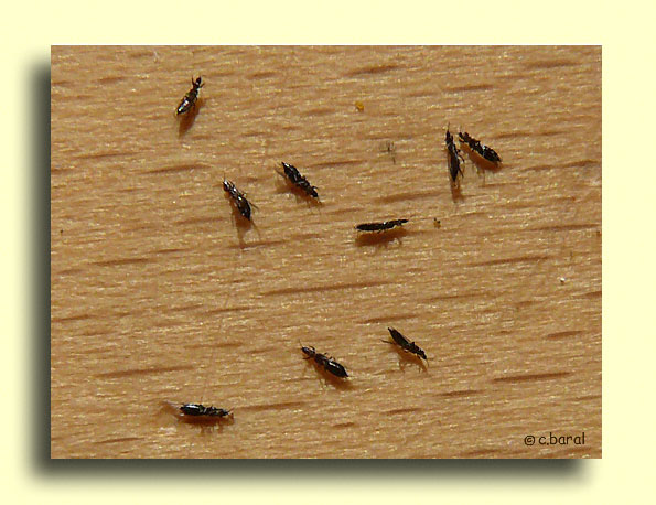 Limothrips, Thrips