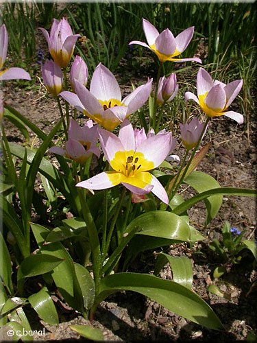 Tulipa saxalitis, Tulipe saxatile