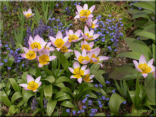 Tulipe saxatile, Tulipa saxalitis