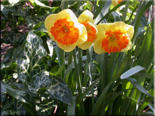 Narcisse hybride 'Carnaval'