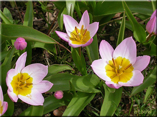 Tulipe saxatile 'Lilac Wonder'
